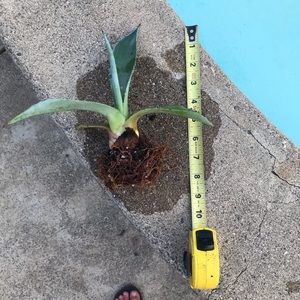 Live Gorgeous Agave Americauna Cactus alive plant